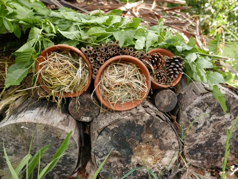 How Parents and Children Can Upcycle Terracotta Pots to Help Wildlife Flourish